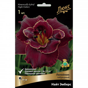 82661829 Лилейник гибридный «Найт Эмберс» разбор I