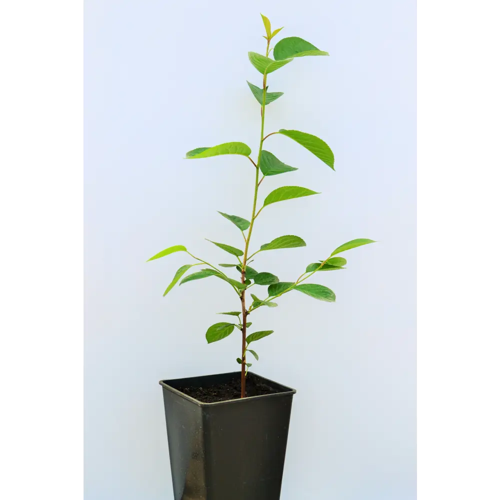 Вишня «Уральская рубиновая» 1 год 12.5x30-50 см 82610416 STLM-2157098 Santreyd 