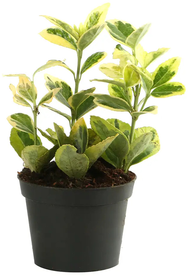 Бересклет Японский Santreyd - декоративное растение для интерьера ø8 h15 см 82932701