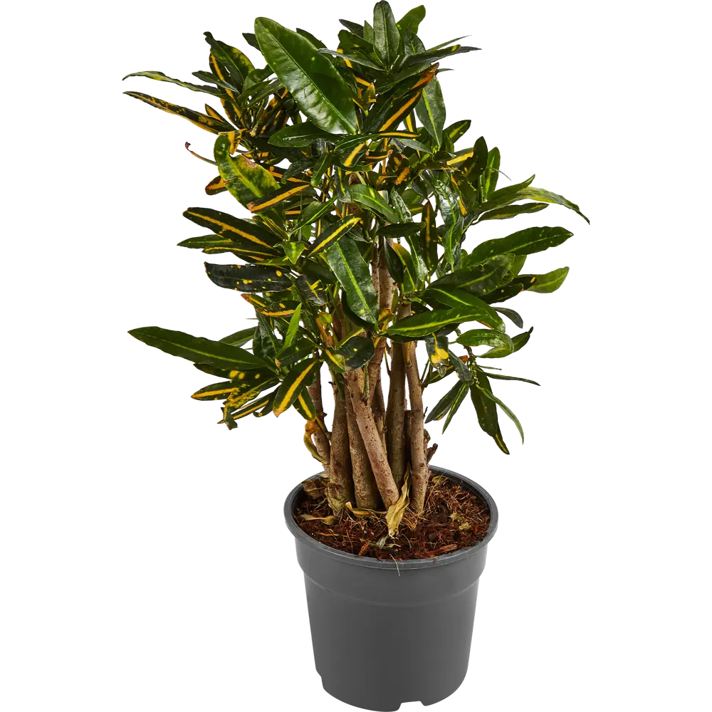 Santreyd Кодиеум Солнечная звезда — яркий акцент для интерьера 87819666 STLM-0961998 - Вид №1