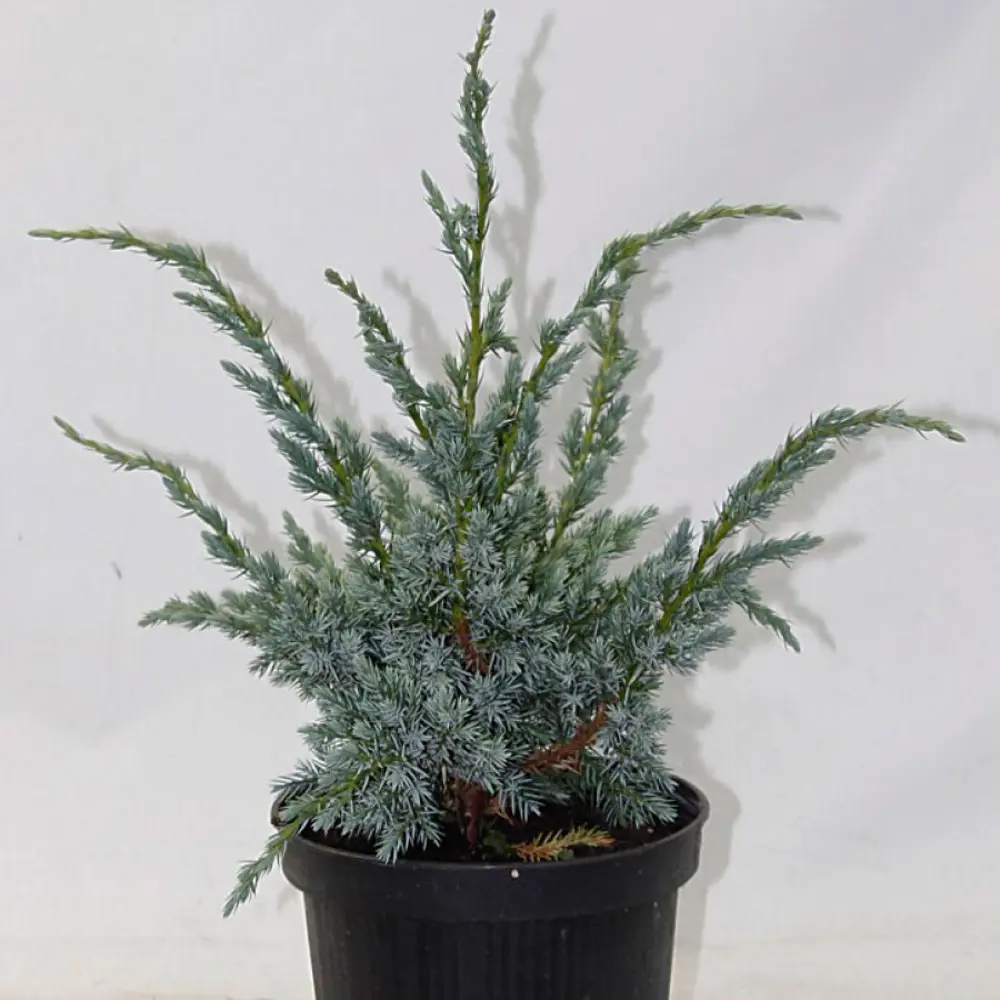 Можжевельник чешуйчатый Мейери ø19 h45 см 84834066 STLM-2017645 PLANTMARKET 