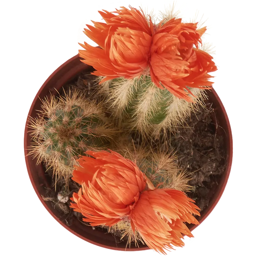 Santreyd: Композиция кактусов в элегантном шоубоксе 84348653 STLM-0048765 - Вид №1