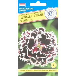 Гвоздика чёрная с белой каймой 82457129 STLM-2026206