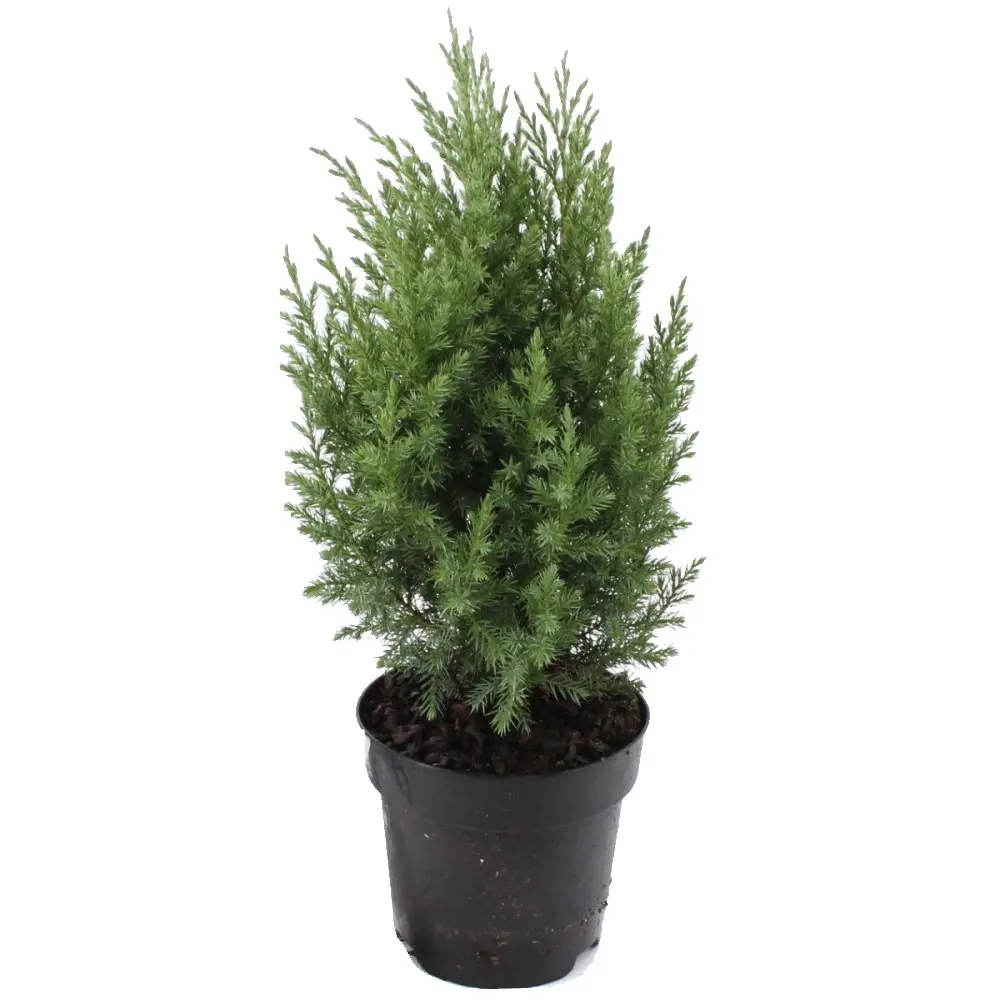 Можжевельник китайский Стрикта ø19 h30-40 см 85440392 STLM-2207343 PLANTMARKET 