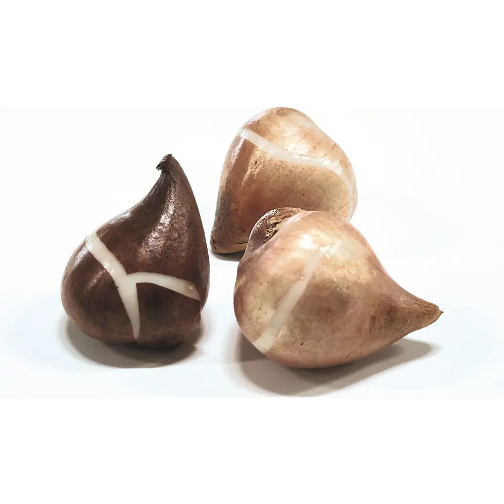 Тюльпан махровый Йеллоу Помпонетт 3 шт GEOLIA STLM-2121350 - Вид №1