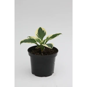 Хоста «Роберт Фрост» - многолетник с декоративной листвой для тенистых уголков 81968608