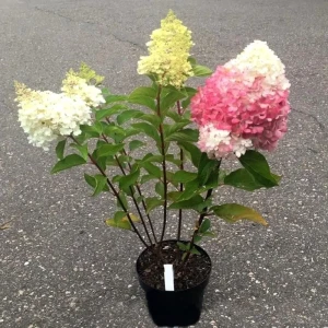 Гортензия метельчатая Пинки Промис ø19 h55 см