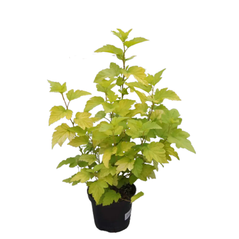 Пузыреплодник калинолистный Лютеус ø9 h15 см 84828855 STLM-2053883 PLANTMARKET 