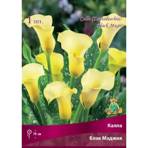 Калла Блэк Мэджик луковица 14/16 83598105 STLM-2196107