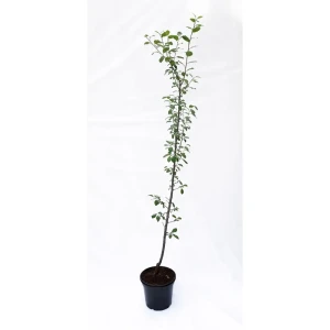 Слива «Заречная ранняя» 25x100 см 82585431 STLM-2028140