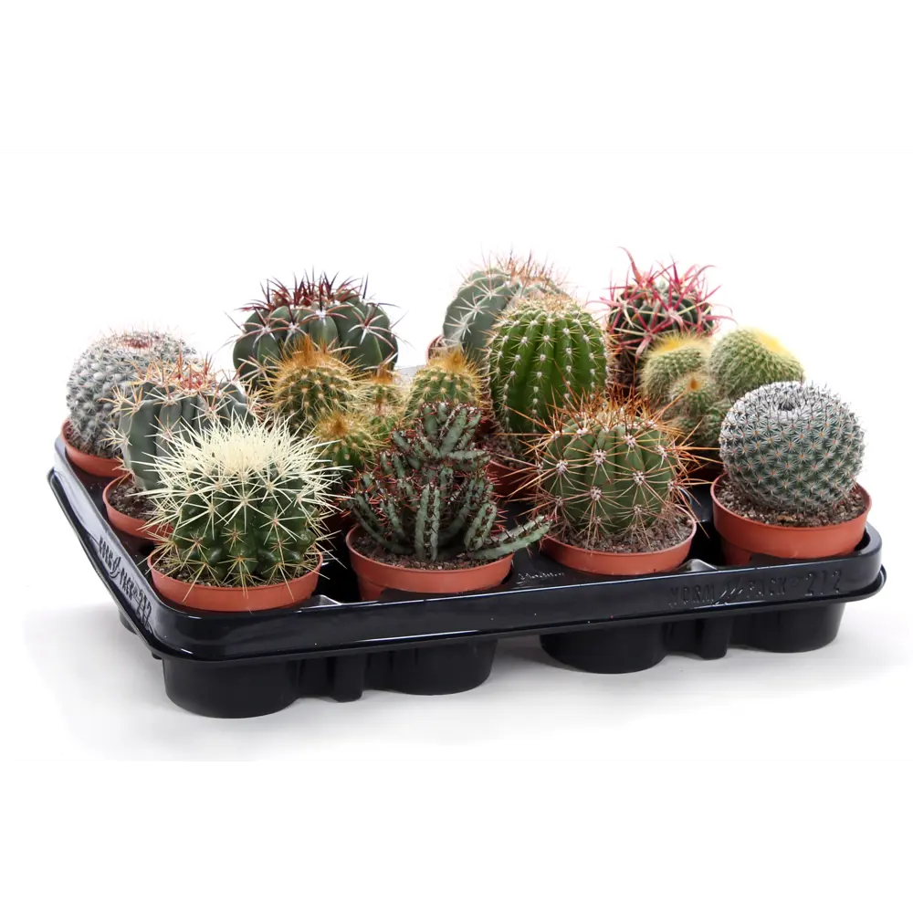 Кактус Канарский микс Santreyd — живой суккулент для интерьера 89390771 STLM-1383133