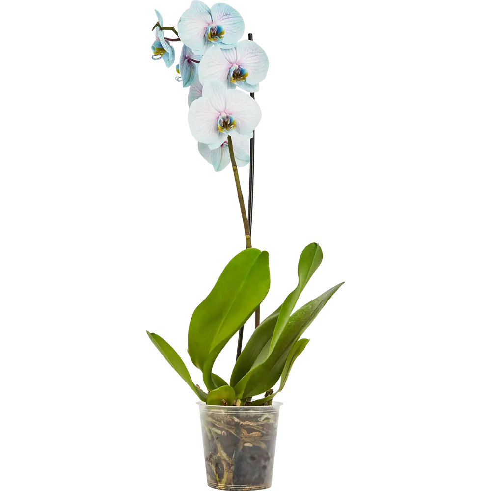 Santreyd Орхидея Фаленопсис - изящная бабочка в вашем интерьере 85324975 STLM-0061536