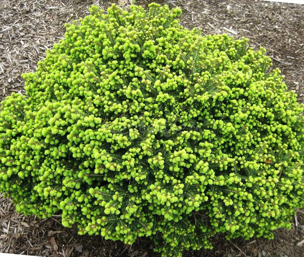 Santreyd Ель Литтл Гем - декоративный карликовый шар для сада 89363801