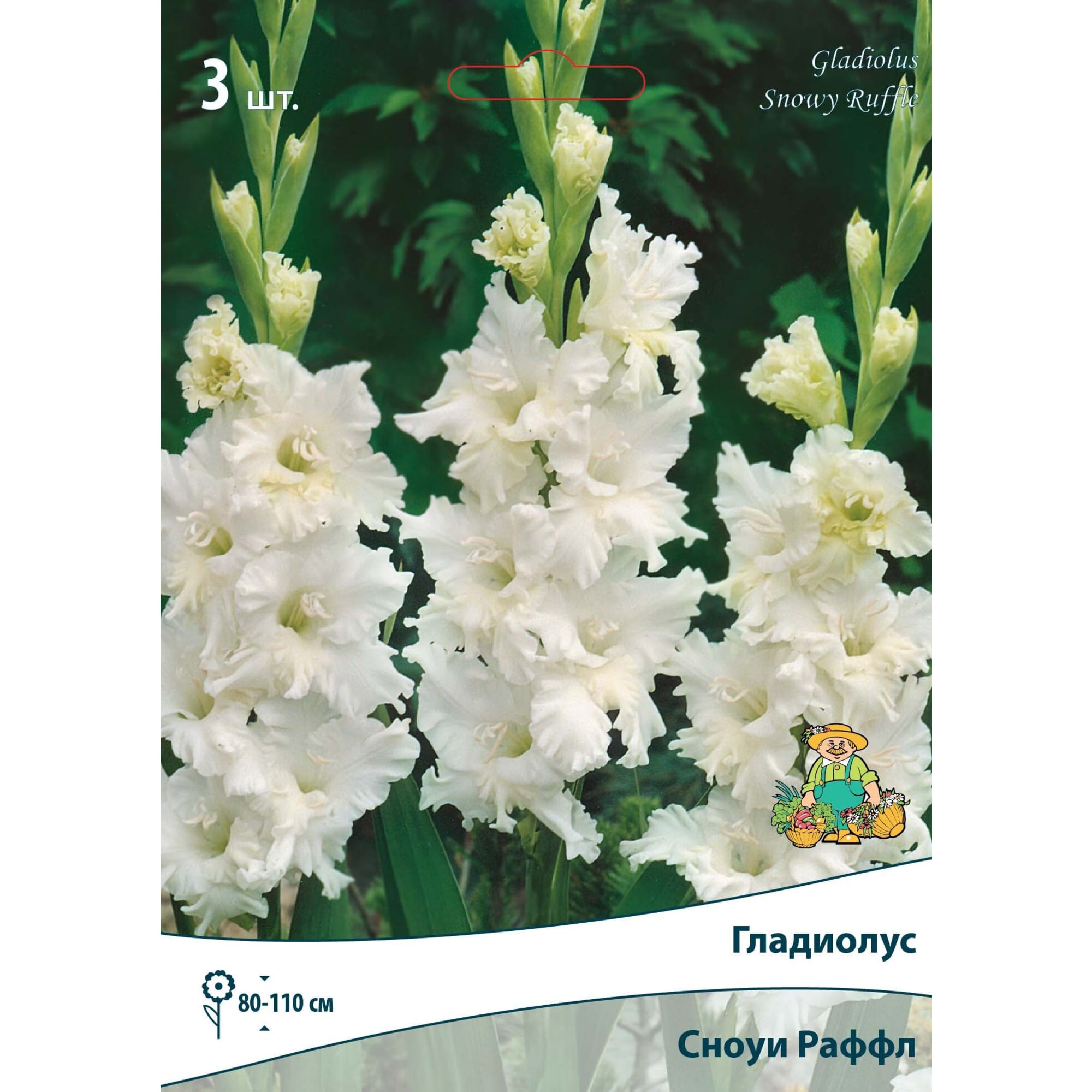 83596969 Гладиолус гофрированный Сноуи Раффл луковица 10/12 Santreyd 