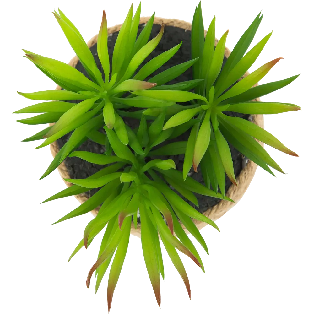 82733287 Горшок с искусственным растением с веревкой ø12 см высота 16 см STLM-0831746 Santreyd  - Вид №7