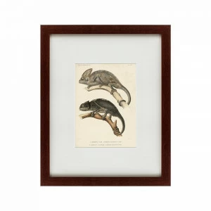 Литография на тонированной бумаге 42х52 см Des reptiles, 1705 КАРТИНЫ В КВАРТИРУ  135656 Бежевый;белый;коричневый;разноцветный