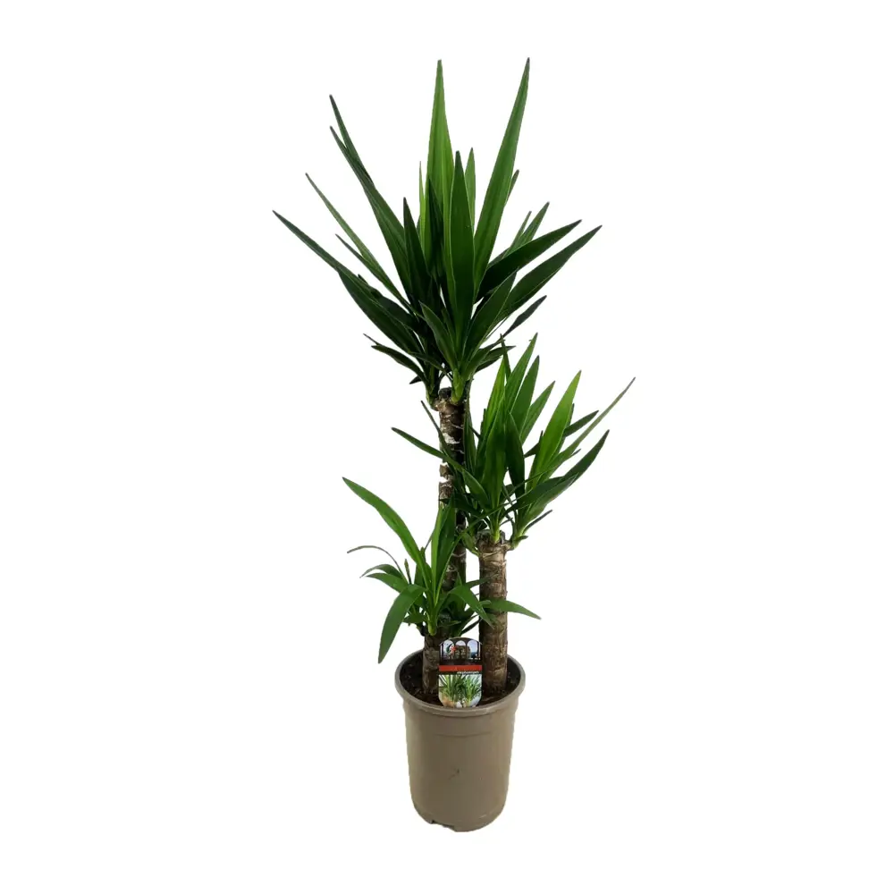 Юкка Santreyd ø21 h110 см - комнатное растение для современного интерьера 89400443 STLM-1471569