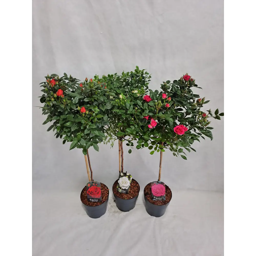 Роза мелкоцветковая декоративная кустовая 89433607 Santreyd STLM-1584278