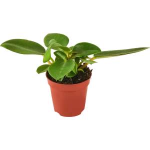 Пеперомия микс Santreyd - комнатное растение с декоративными листьями 87819657