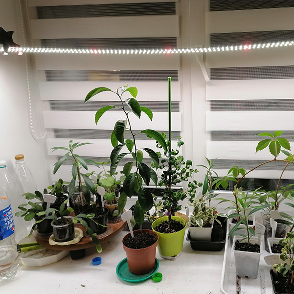 3326 2.7.с Комфорт 5000K - Рассада, Зелень, Микрозелень. Длина 90 см LAB.Space  - Вид №3