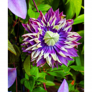 82585312 Клематис крупноцветковый «Тайга» 17x40 см