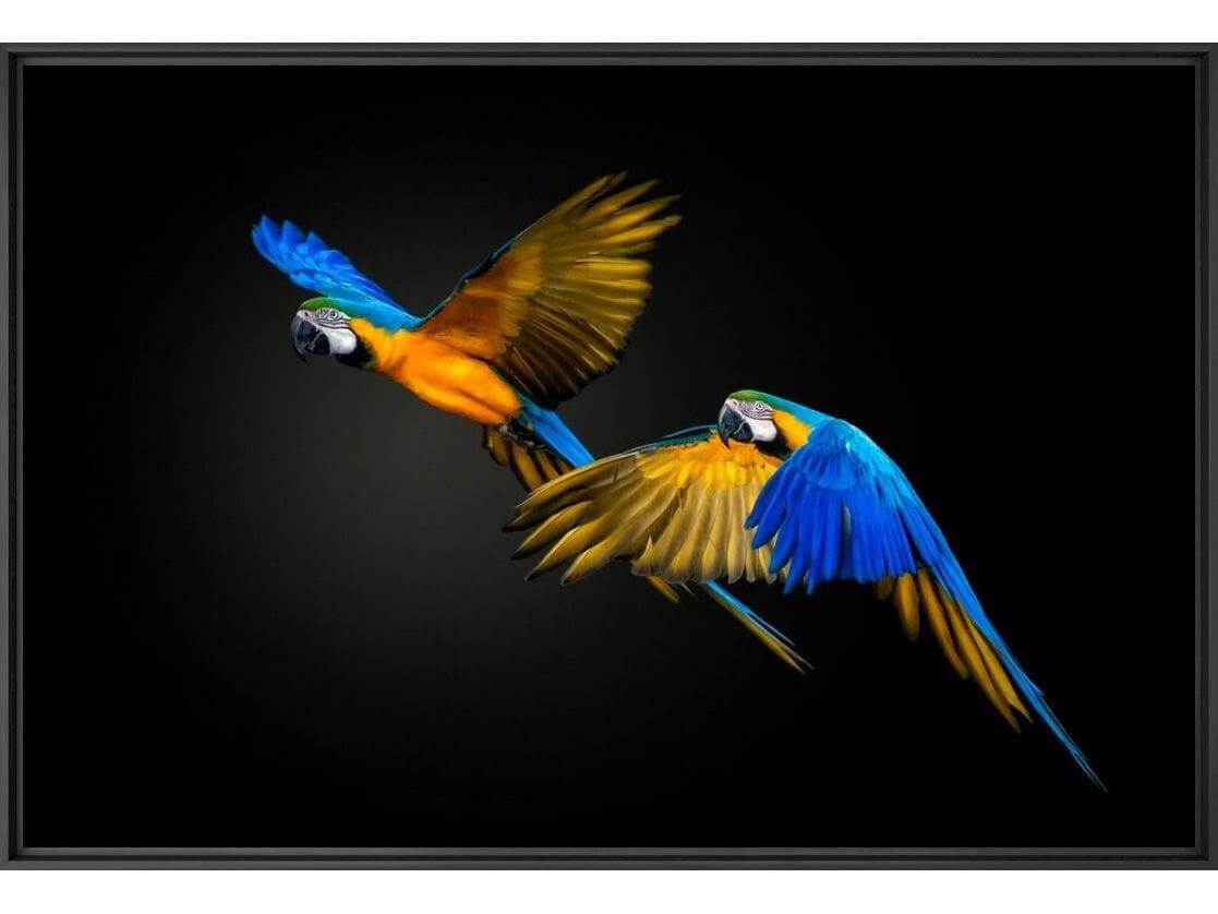 Печать фотографий на бумаге YellowKorner животное ARCH-00053773