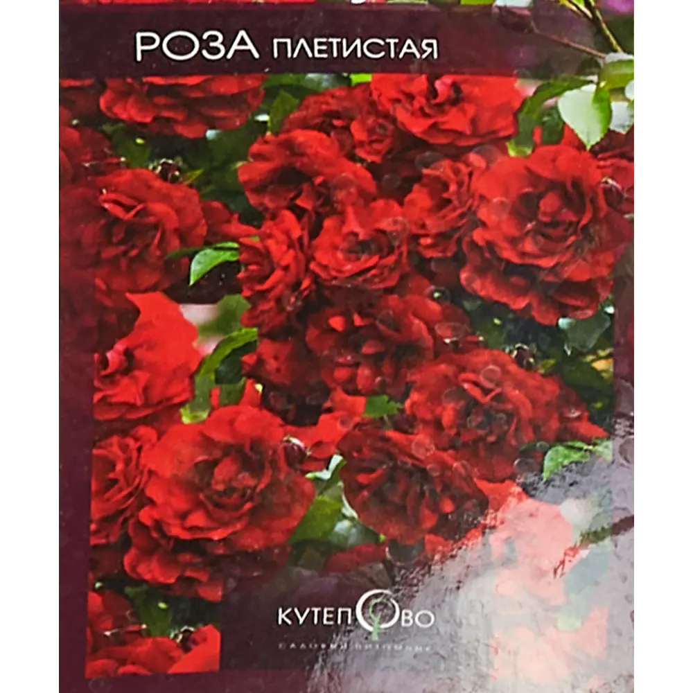 Роза плетистая Красный Маяк ø15 h30 см 85589093 STLM-2117704 Santreyd 
