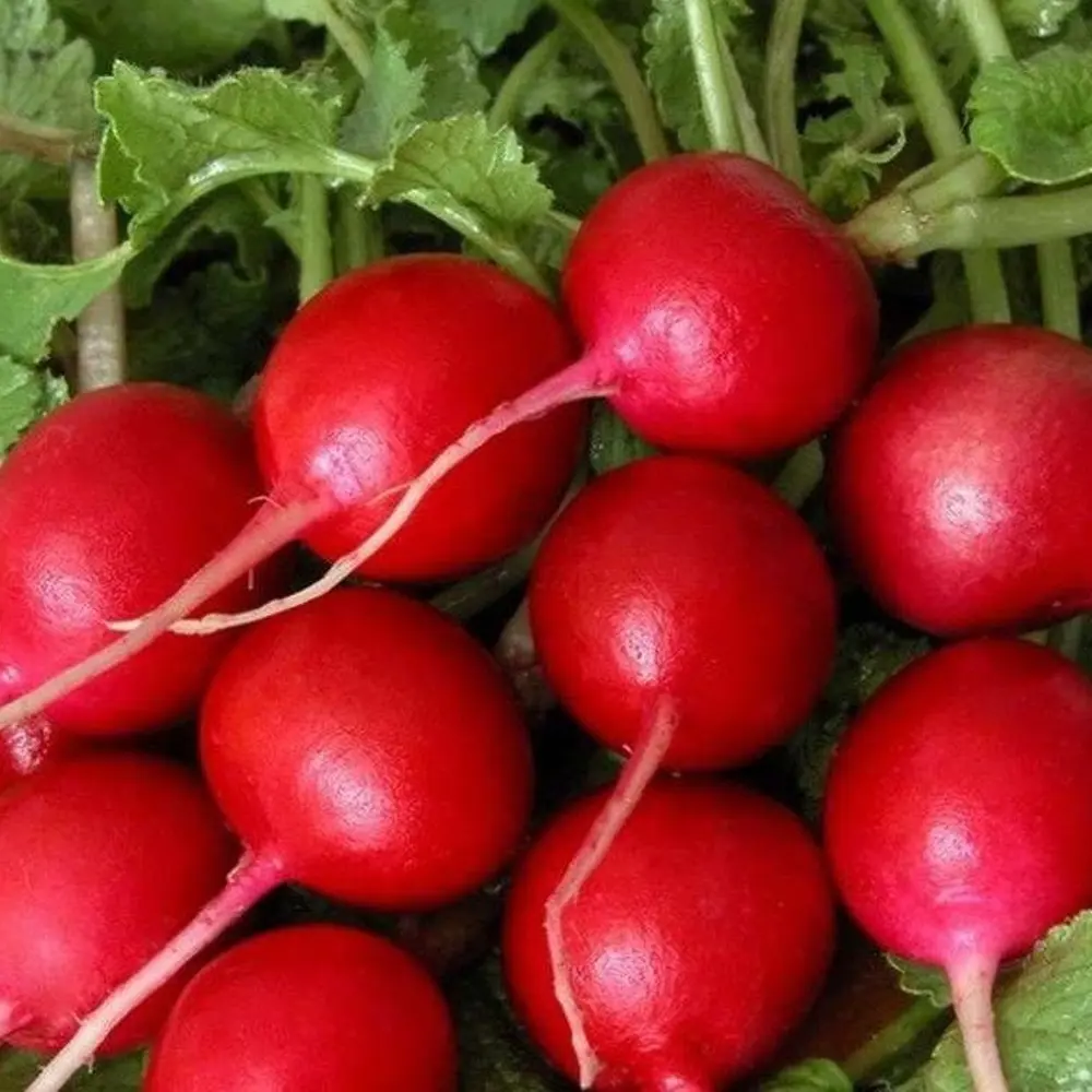 Семена редиса Жара от САДОК - ранний урожайный сорт 18580576 STLM-0011505