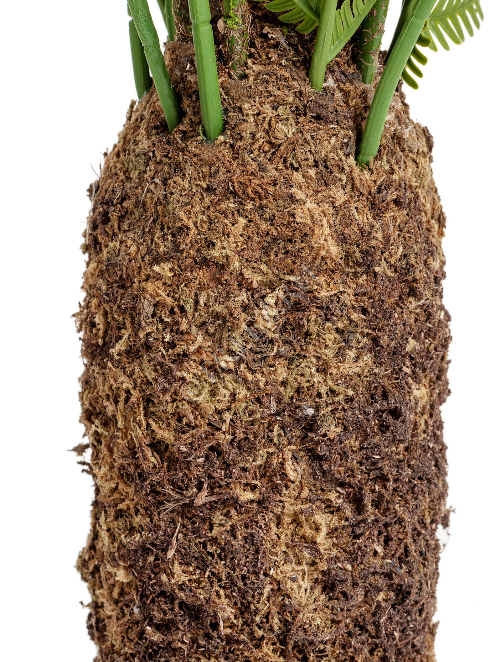 10.56805N Папоротник Форест древовидный Цветочная коллекция  - Вид №2