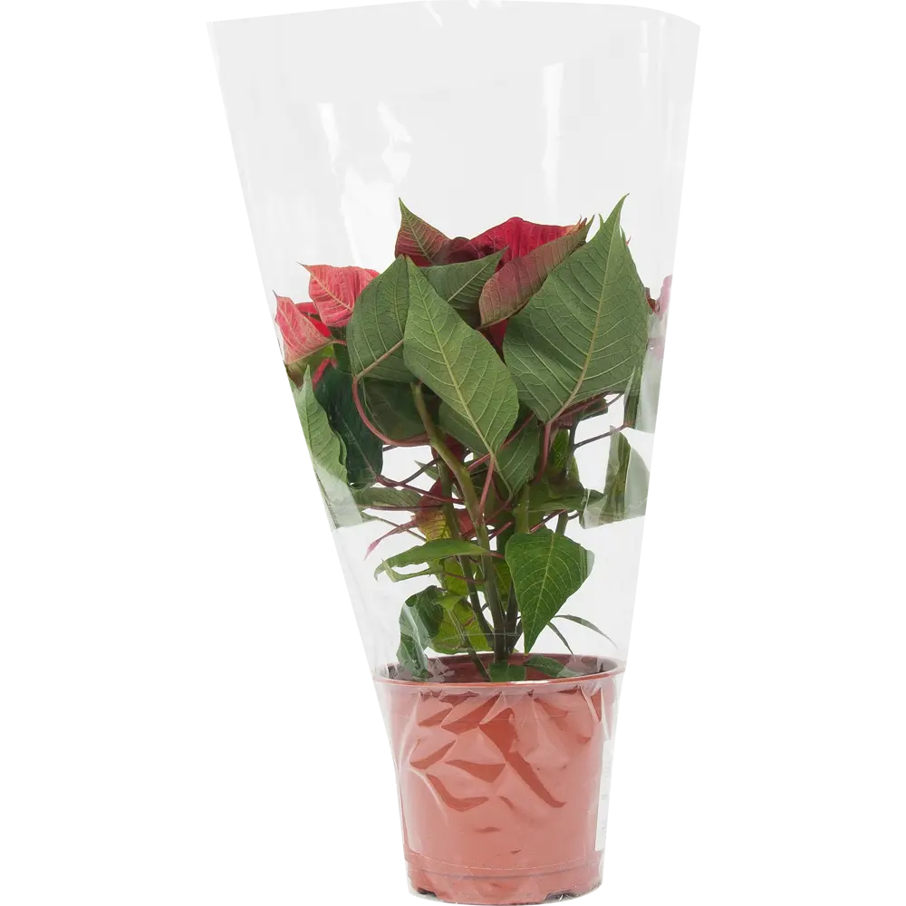 82941551 Пуансеттия микс 15 см STLM-1344270 Santreyd  - Вид №2