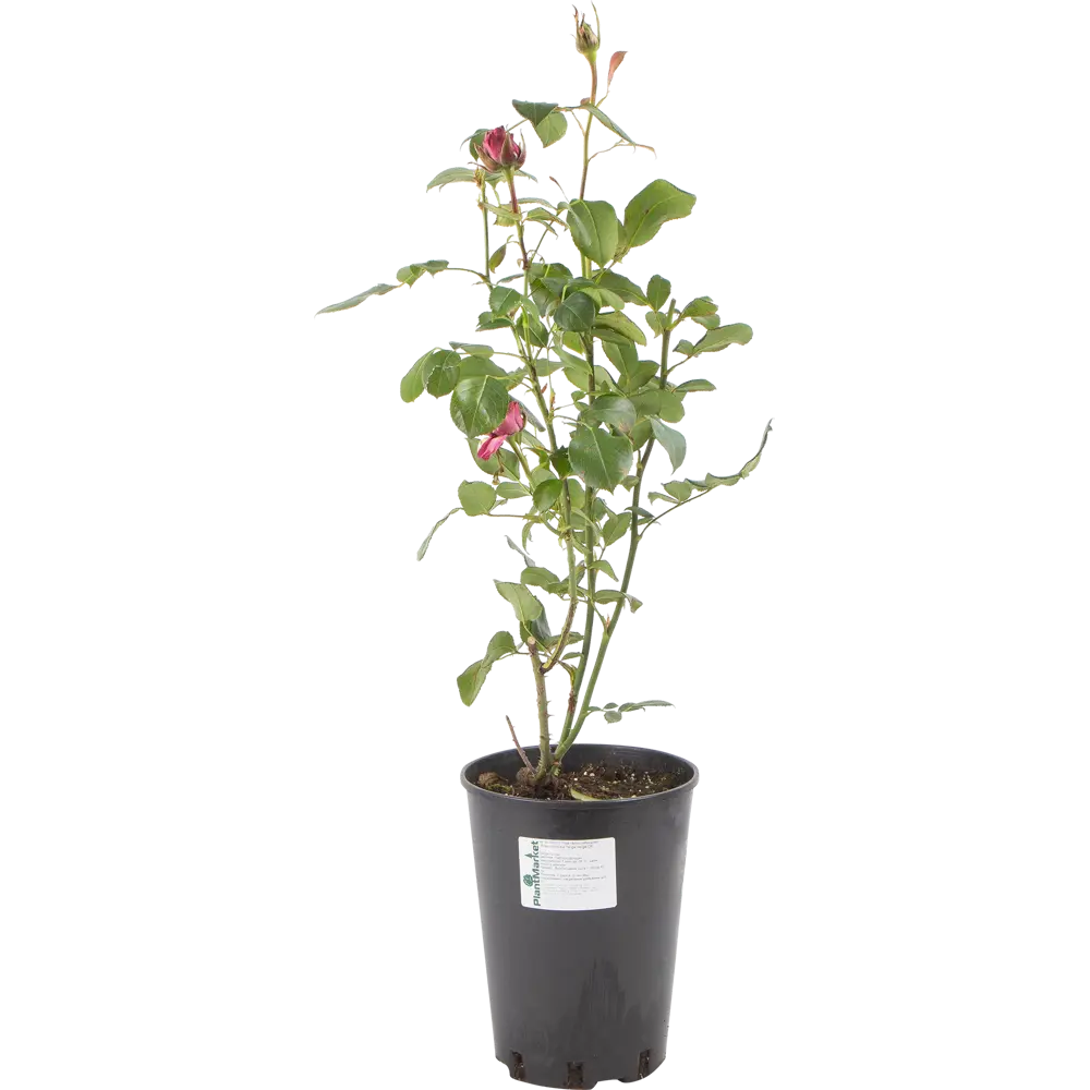 Роза чайно-гибридная «Тенга Венга» розовая 24x70 см PLANTMARKET STLM-2073798