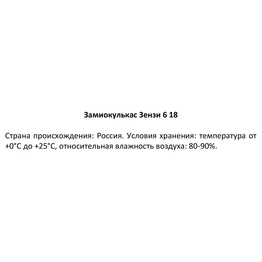 Santreyd Замиокулькас Зензи - компактный суккулент для интерьера 87819674 STLM-0075876 - Вид №3