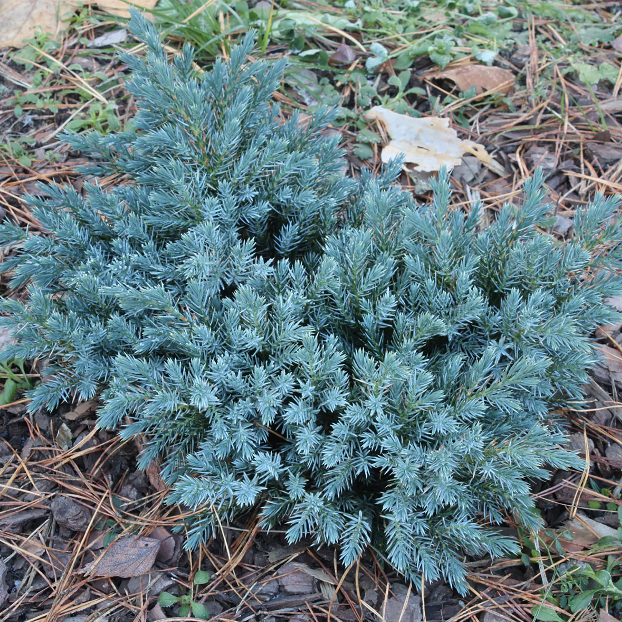 18383020 Можжевельник чешуйчатый «Блю Стар», 17х10-15 см Santreyd 