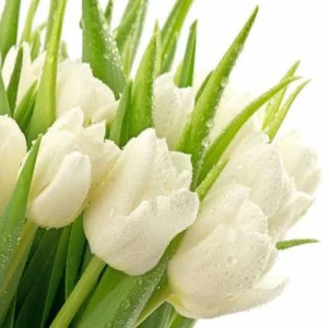 WP01496 Фотообои Verol Фотообои decoline 1х1 м