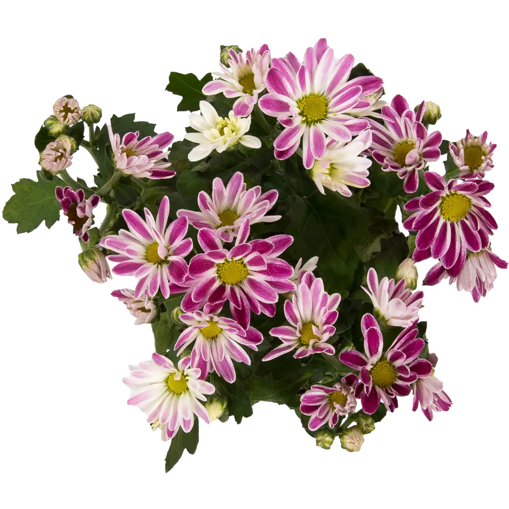 Хризантема Santreyd микс - яркое горшочное растение для дома и сада 14032484 STLM-0004210 - Вид №1
