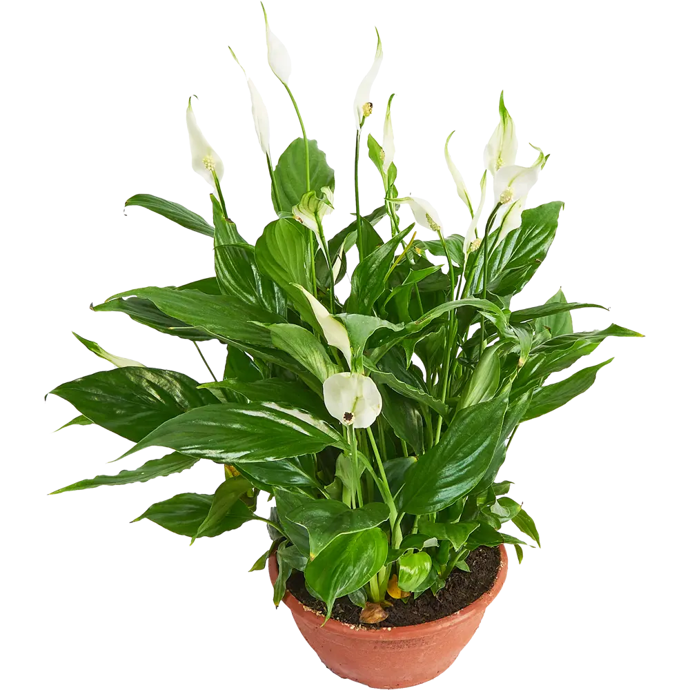 Santreyd Спатифиллум — изящное комнатное растение с белыми цветами 85324985 STLM-0061542 - Вид №1