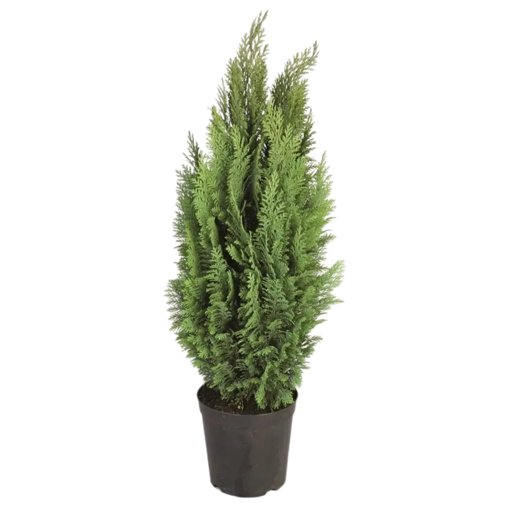 Кипарисовик Лавсона «Сноу Уайт» С1, 25-30 см 81969330 STLM-2033539 PLANTMARKET 