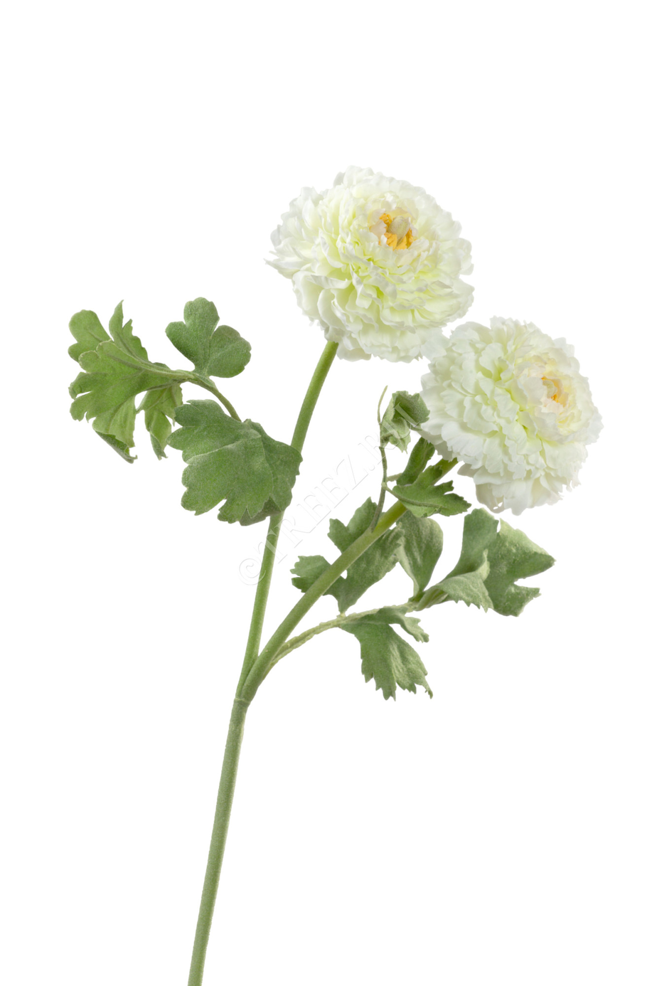 30.0313039WH Ранункулус махровый белый Цветочная коллекция 