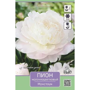 Пион молочноцветковый травянистый Мунстоун 89452302 STLM-2197821