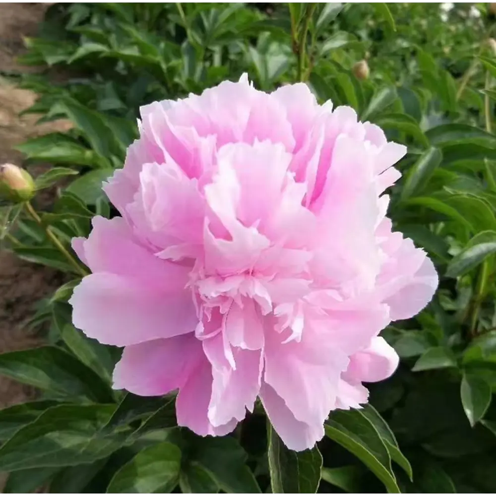 Пион травянистый Голубая жемчужина в тубе 82539508 STLM-2033554 BLOOMING LIFE  - Вид №1
