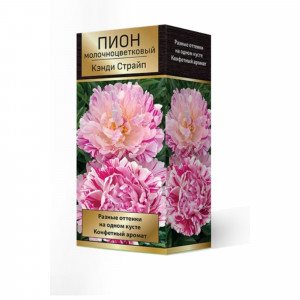 83600162 Пион травянистый Кэнди Страйпт луковица 2-3