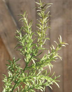 4829 883 a2 Искусственный спрей для спаржи, синтетический материал, 79 см, зеленый H-andreas