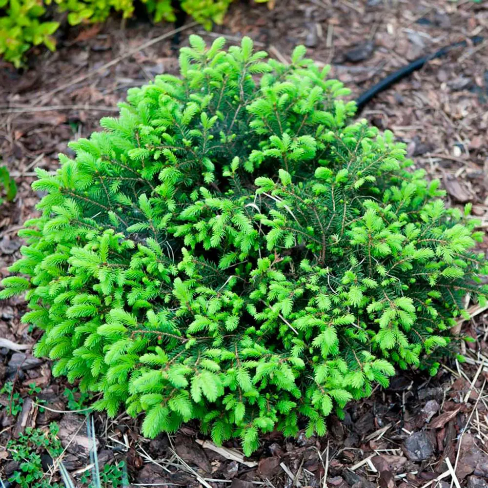 Ель обыкновенная Нидиформис ø13 h25 см 84659525 STLM-2135115 PLANTMARKET 