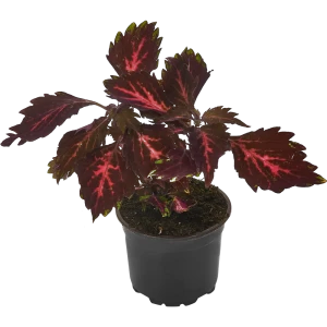 Santreyd Колеус с декоративными листьями для сада и интерьера 83248443