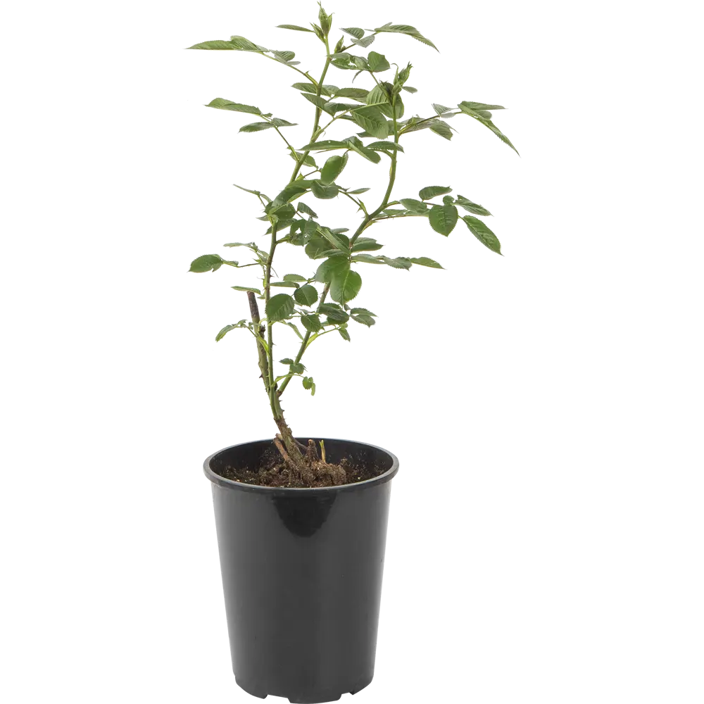 Роза почвопокровная «Бесси» 19x55 см 82625108 STLM-2113102 PLANTMARKET 