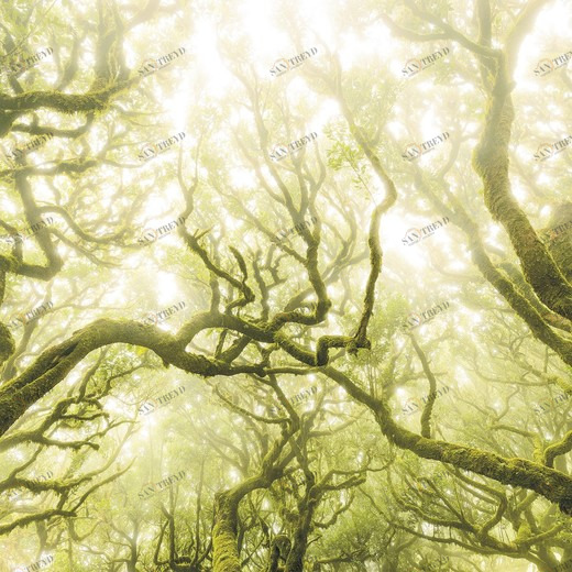 SH055-VD4-Green-Fire Фотообои Komar Stefan Hefele 2.5х4 м SH055VD4GREENFIRE