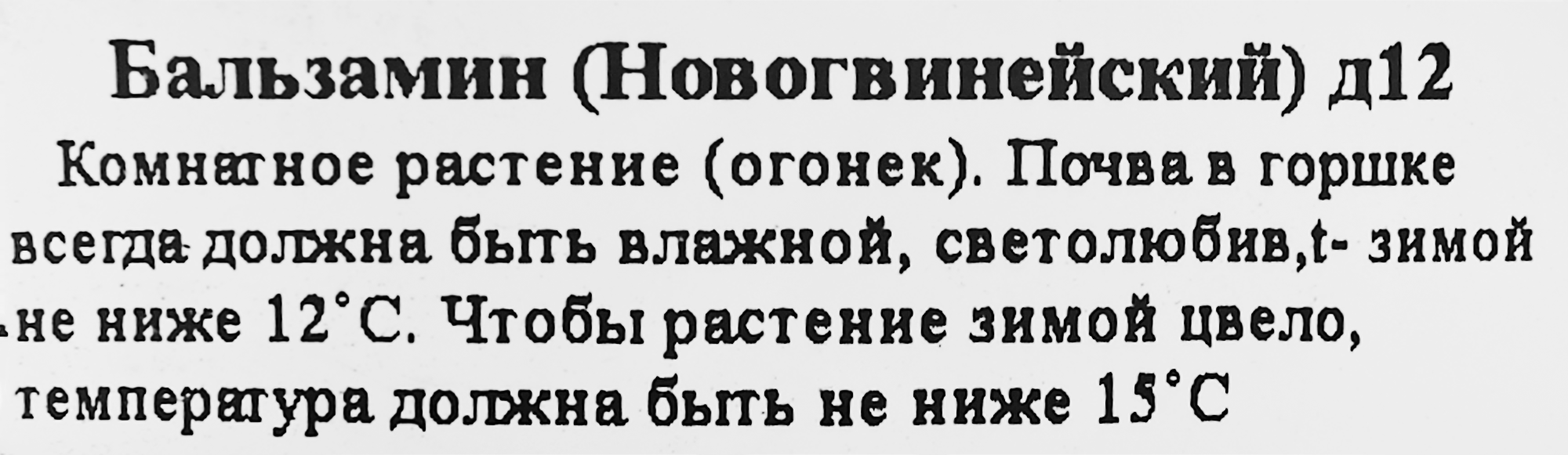 Бальзамин комнатный разноцветный Santreyd ø12 h25 см 83248147 STLM-0039918 - Вид №2