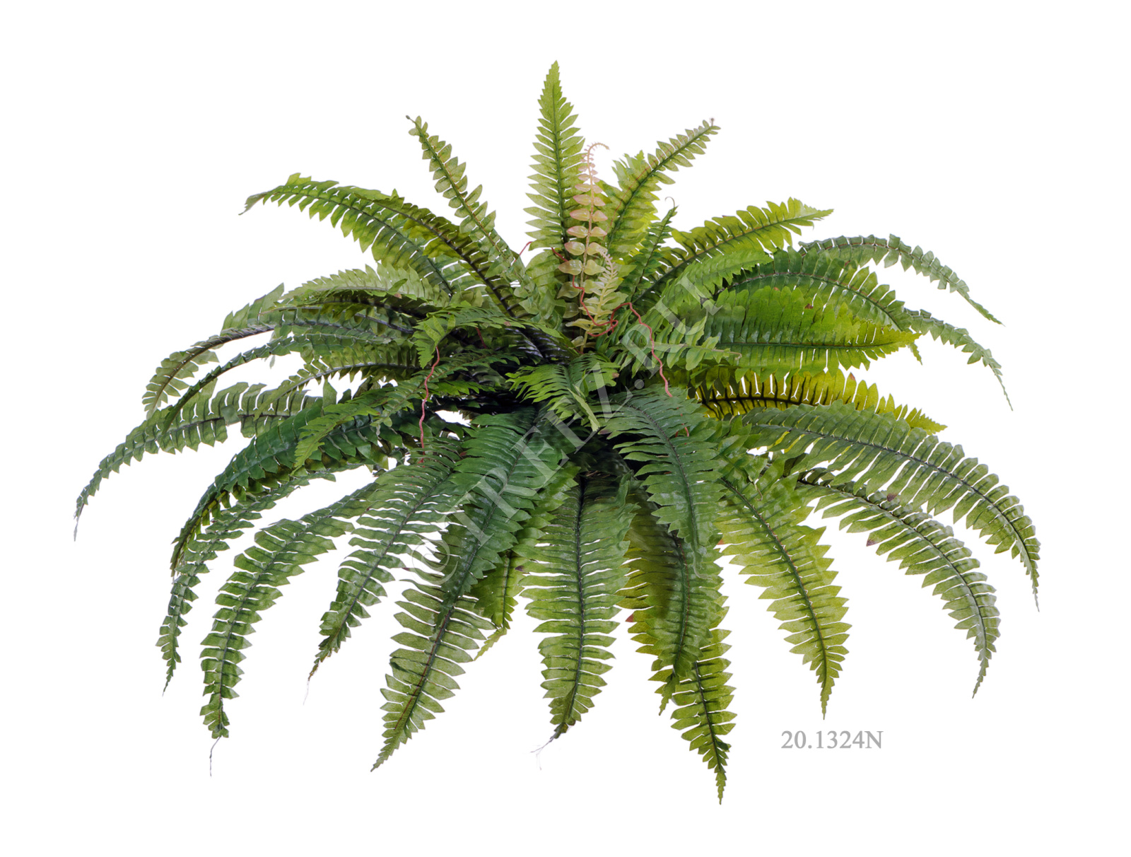 20.1324N Папоротник Бостон Цветочная коллекция  - Вид №5