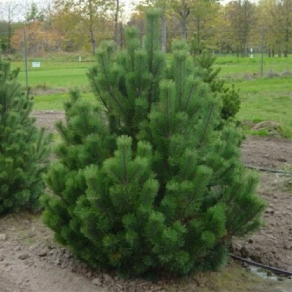 Сосна горная Мугус ø11 h10 - 15 см 87691140 STLM-2138462 PLANTMARKET 