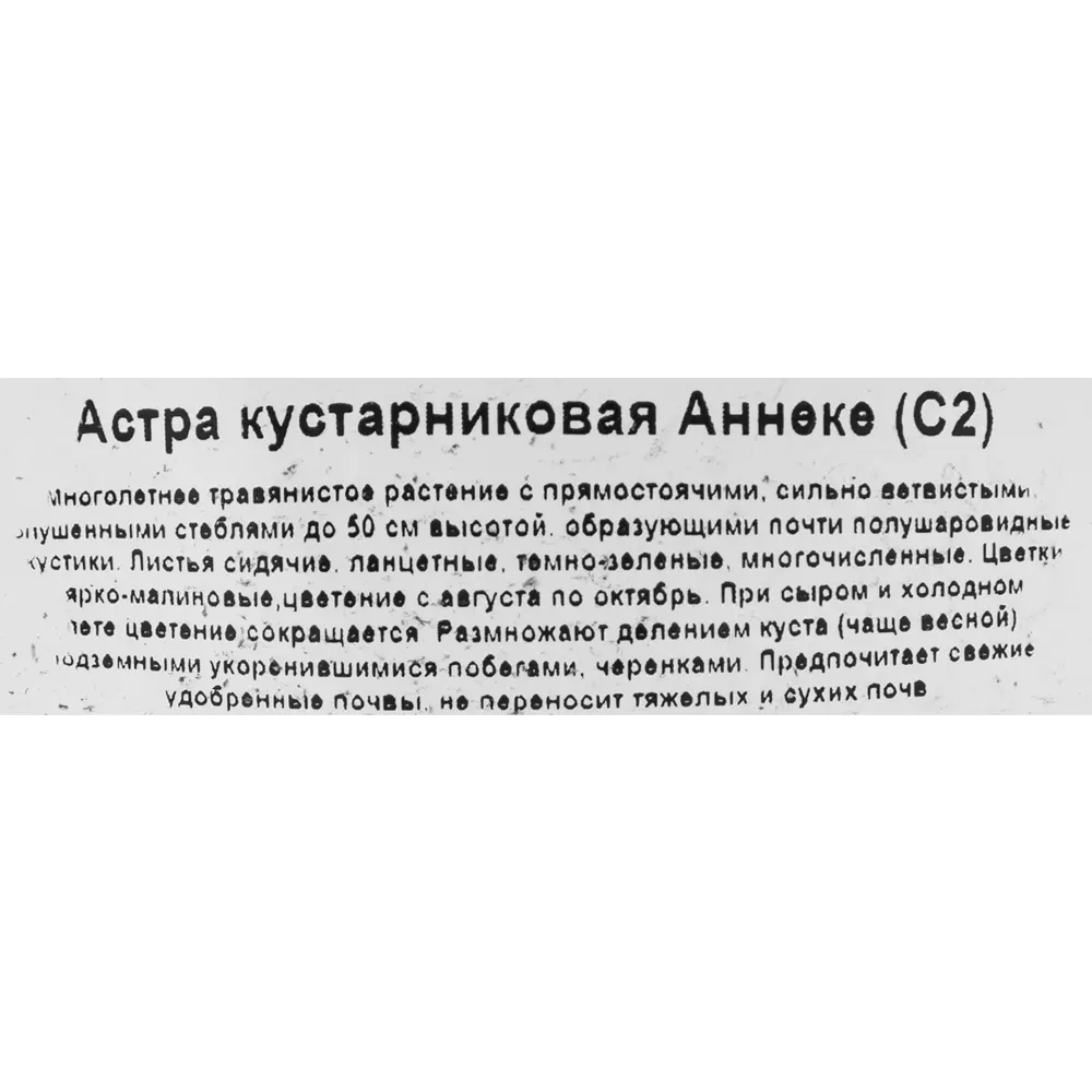 Астра кустарниковая Аннеке ø17 h30 см 85324920 STLM-2150660 Santreyd  - Вид №1